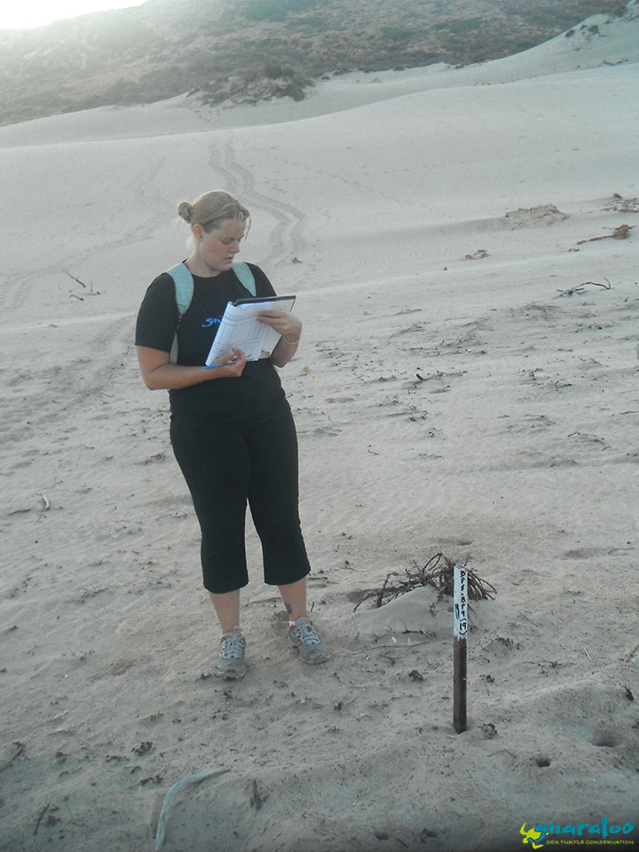 Researcher Danica collecting data at the Gnaraloo Bay Rookery