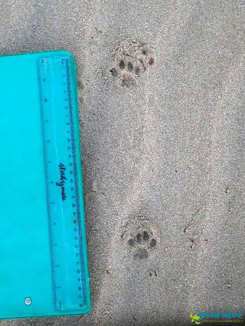 cat tracks