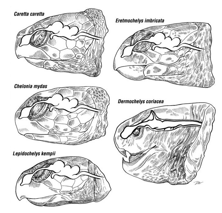 The Anatomy of Sea Turtles, Wyneken J.