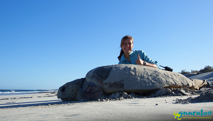 Sea turtle conservation, Gnaraloo, Western Australia