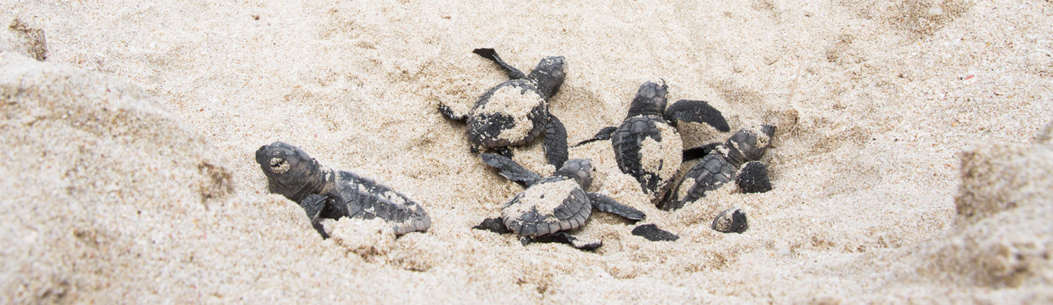 Loggerhead hatchlings - Gnaraloo Turtle Conservation Program
