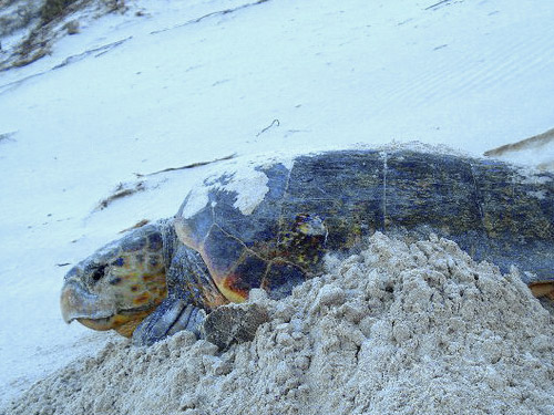 Loggerhead turtle at Gnaraloo