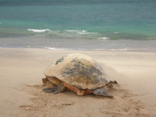 Loggerhead turtle at Gnaraloo