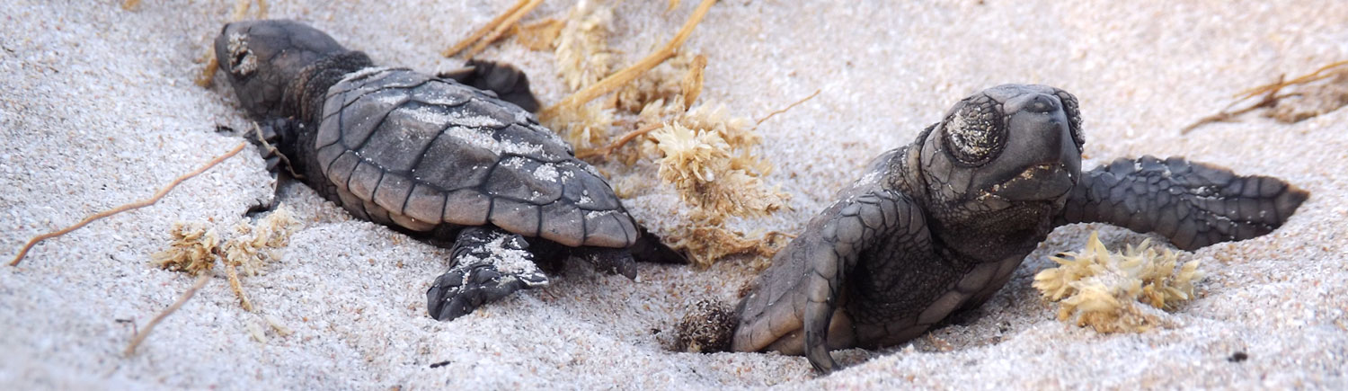 Loggerhead hatchlings - Free educational resources