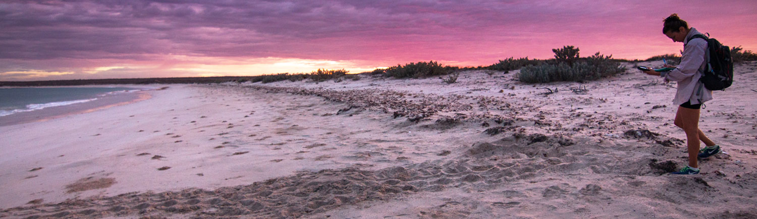 Field Diaries from the Gnaraloo Turtle Conservation Program - Sea turtle monitoring in Western Australia