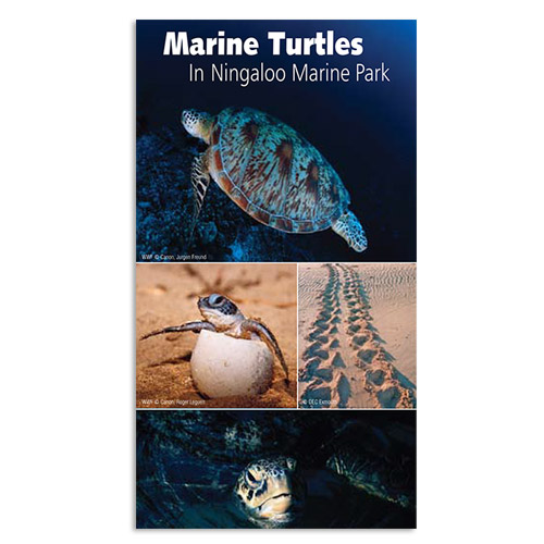 Marine Turtles in Ningaloo Marine Park brochure