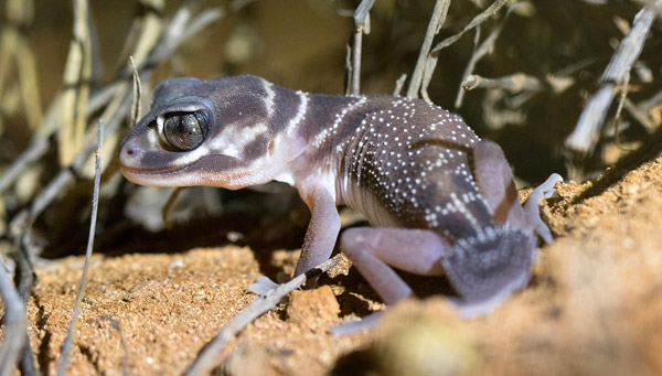 Knob tailed gecko at Gnaraloo in Western Australia