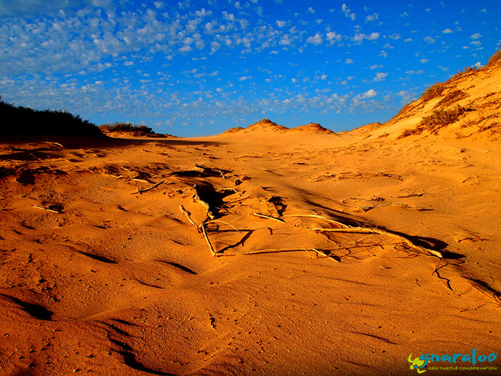 Gnaraloo sand dunes