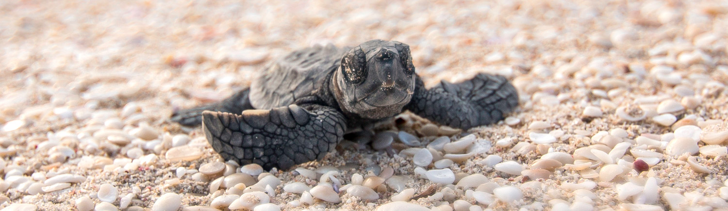 Volunteer with Gnaraloo Turtle Conservation