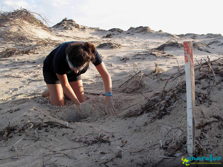 Sea turtle nest excavation at Gnaraloo