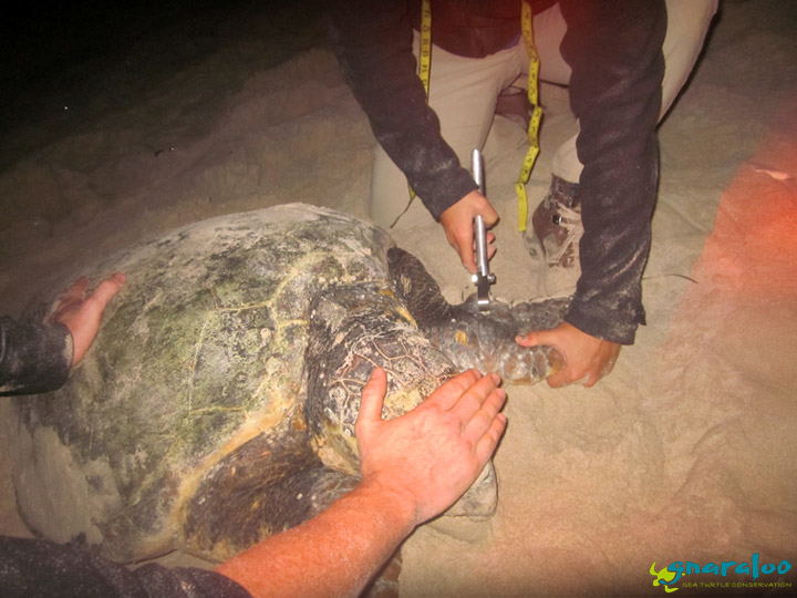 Sea turtle flipper tagging