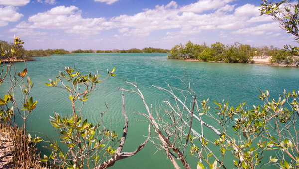 Lake MacLeod mangroves - Western Australia