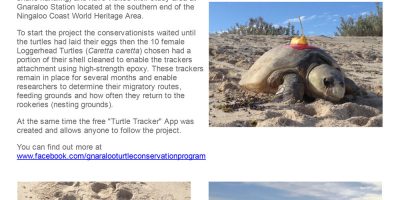 Follow that turtle
