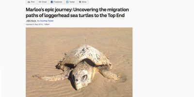 Marloo's epic journey: Uncovering the migration paths of loggerhead sea turtles to the Top End