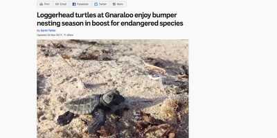 Loggerhead turtles at Gnaraloo enjoy bumper nesting season in boost for endangered species
