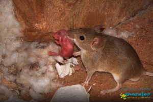 House Mouse - Mus musculus - Gnaraloo Wildlife Species