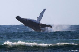 Humpback Whale - Megaptera novaeangliae - Gnaraloo Wildlife Species