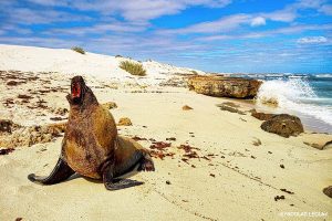 Australian Sea Lion - Neophoca cinerea - Gnaraloo Wildlife Species