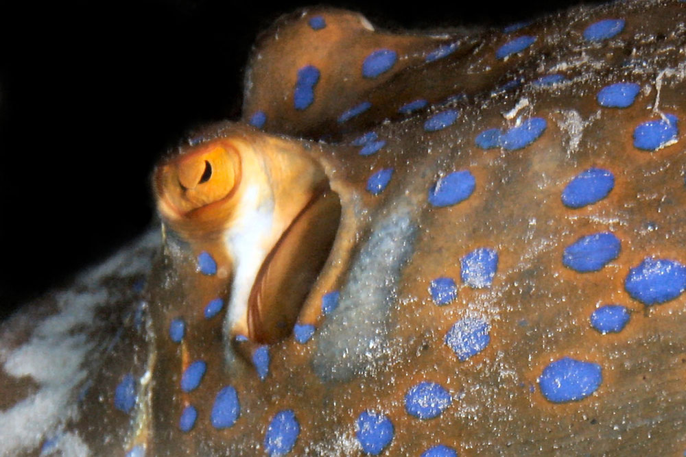 Bluespotted Fantailray - Gnaraloo Wildlife Species