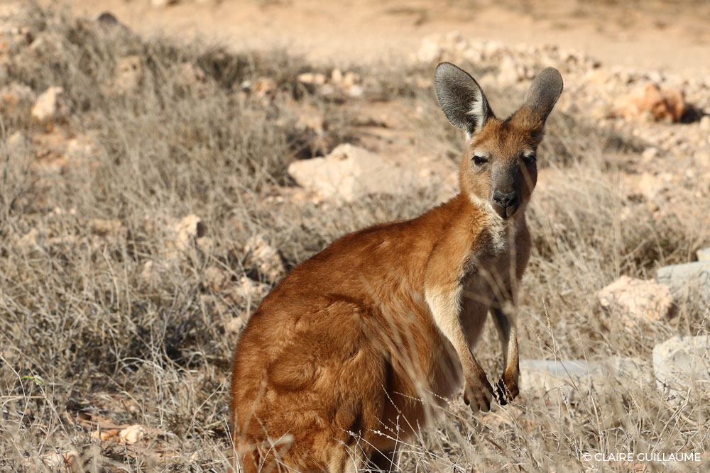 Euro - Gnaraloo Wildlife Species