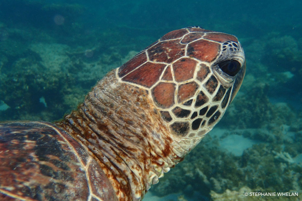 Green Turtle - Gnaraloo Wildlife Species