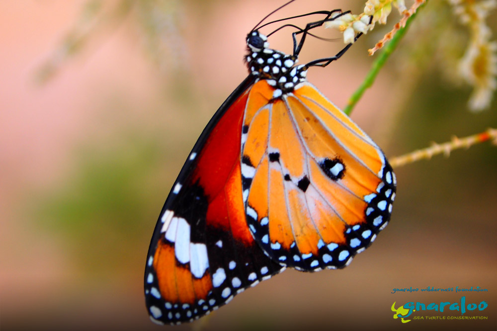 Lesser Wanderer - Danaus petilia - Gnaraloo Wildlife Species