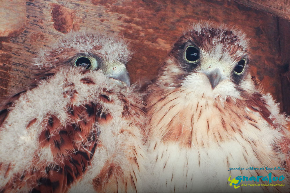 Nankeen Kestrels - Gnaraloo Wildlife Species