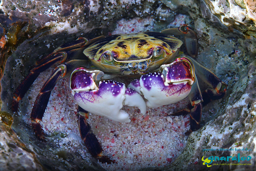 Purple Rock Crab - Leptograpsus variegatus - Gnaraloo Wildlife Species