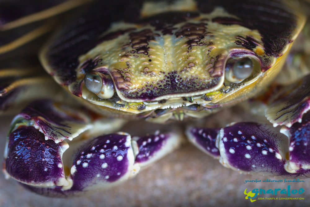 Purple Rock Crab - Gnaraloo Wildlife Species