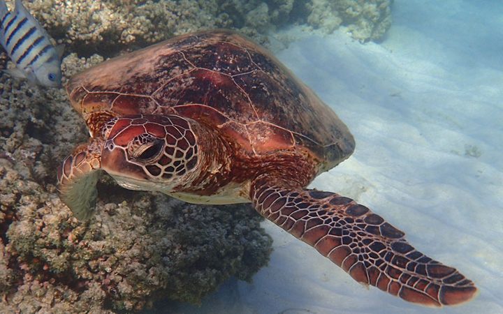 All Over The World, Sea Turtles Face Numerous Threats. But Despite This, Some Practically Untouched Places Provide Sea Turtles With A Safe Home. Gnaraloo Is One Of These Places.