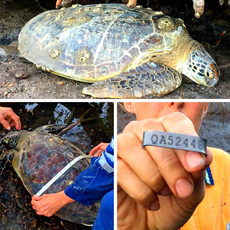 Sea turtle tagging