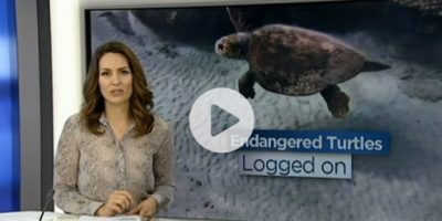 Endangered Turtles Logged on