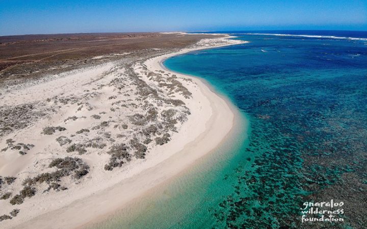 Turtles Under Threat From 4WD Traffic At Gnaraloo