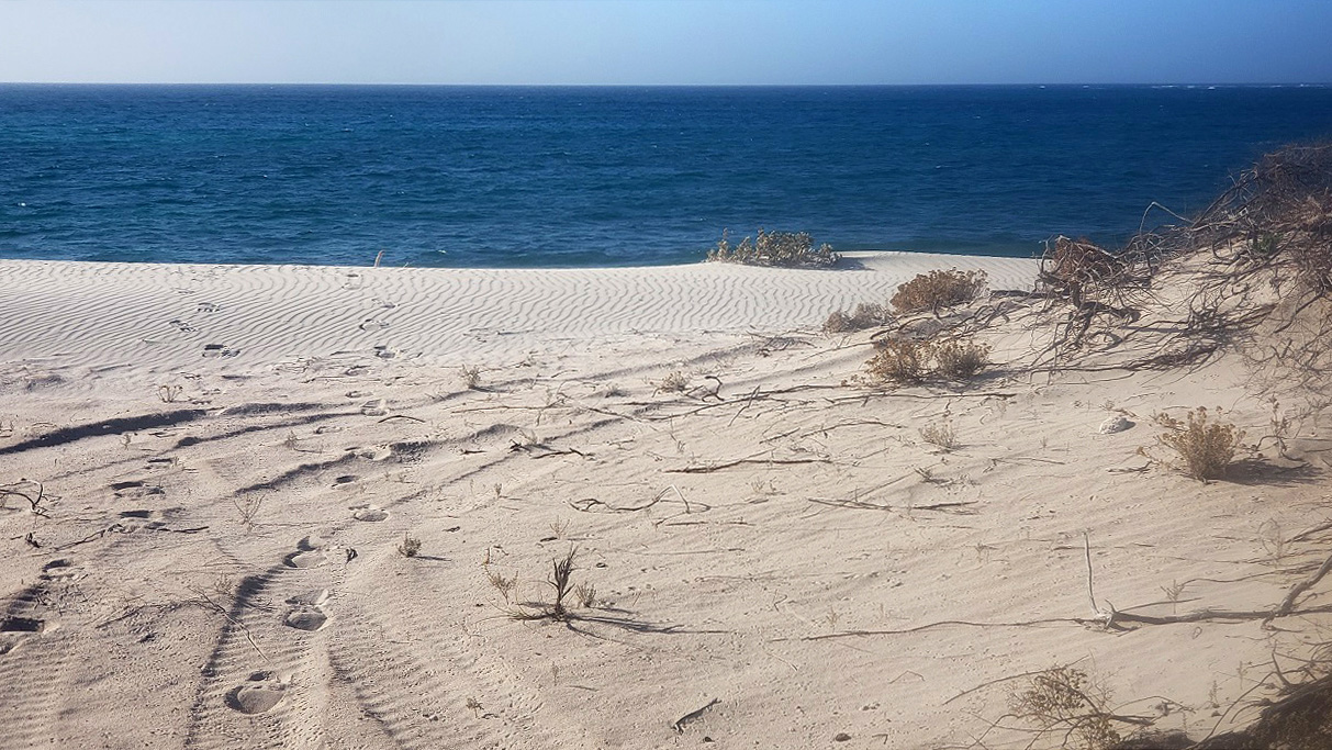 New 4WD tracks in the Gnaraloo Cape Farquhar Turtle Rookery which are hazardous to its turtles – January 2021